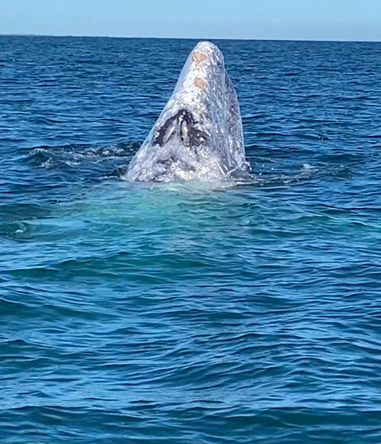 Avistamiento de ballena gris